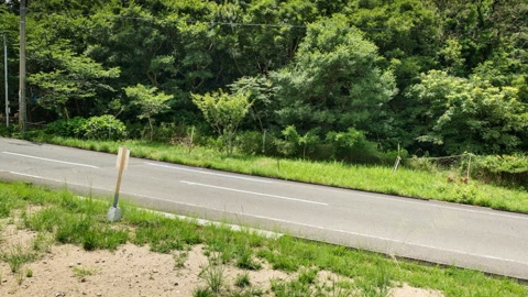 Sandy clearing beside forest road — Stillmotion