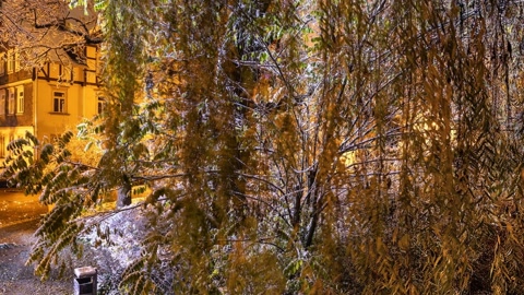 Snowy riverside trees at night — Stillmotion