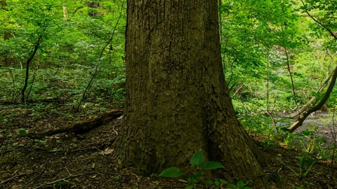 Broadleaf forest ravine in daylight — Stillmotion