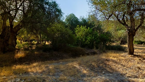 Olive orchard grove — Stillmotion