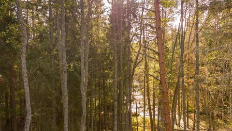 Sunlit forest with mixed trees — Stillmotion