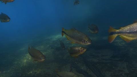 Fish swimming through sunlit underwater fog — Stillmotion