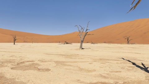 Dead trees in sandy desert — Stillmotion