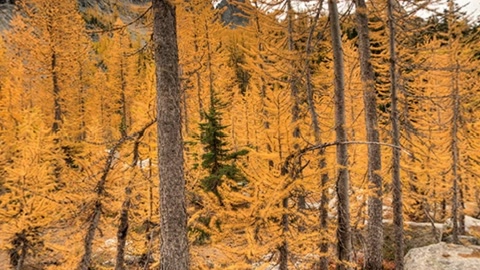 Autumn larch forest and rocky mountains — Stillmotion