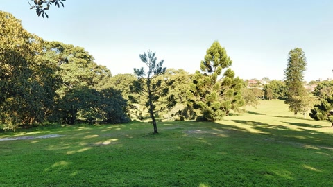Grassy park with large trees — Stillmotion