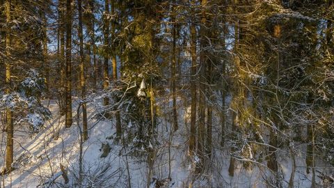 Snowy broadleaf forest by stream — Stillmotion