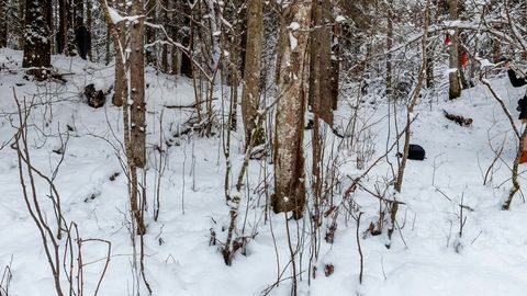 Snowy broadleaf forest with frozen spring pool — Stillmotion