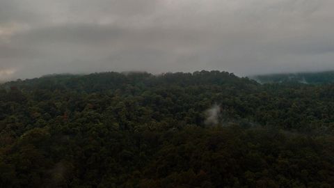 Forest valley under cloudy skies — Stillmotion