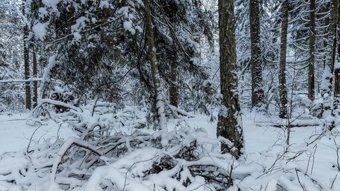 Snow covered forest with fallen branches — Stillmotion