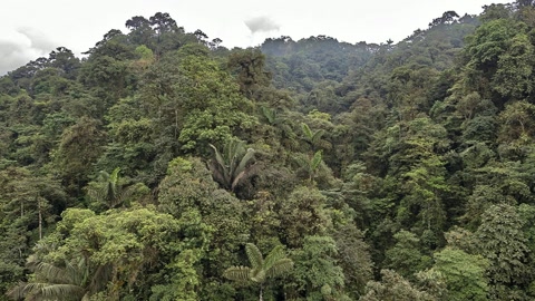 Cloudy rainforest mountain canopy — Stillmotion