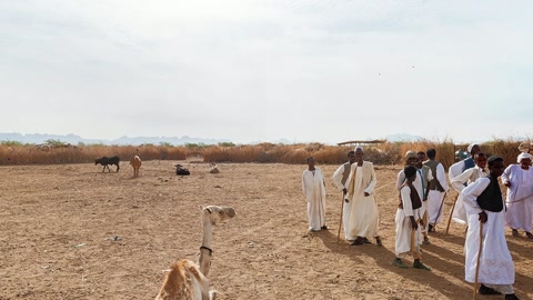 Camel gathering in desert plain — Stillmotion