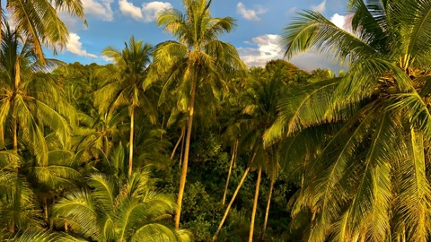 Tropical coast at sunset — Stillmotion