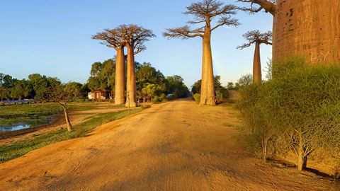 Baobab trees along dirt road — Stillmotion