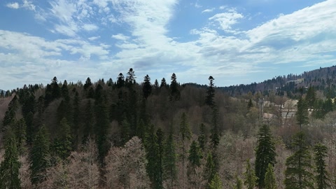 Forest valley with mountain views — Stillmotion