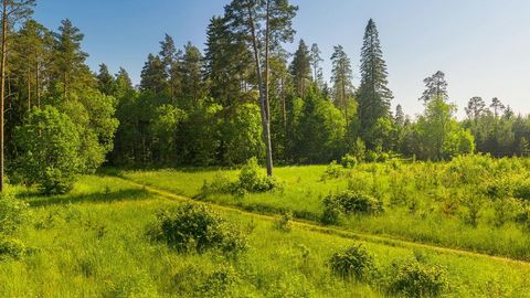 Forest meadow and pine trees — Stillmotion
