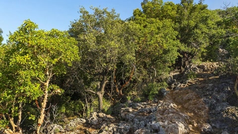 Rocky coastal hills and forested cliffs — Stillmotion
