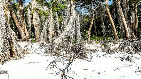 Tropical lagoon shoreline with palm trees — Stillmotion