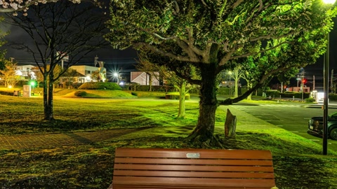 Cherry blossom park at night — Stillmotion