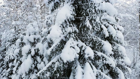 Snow-covered forest in winter — Stillmotion