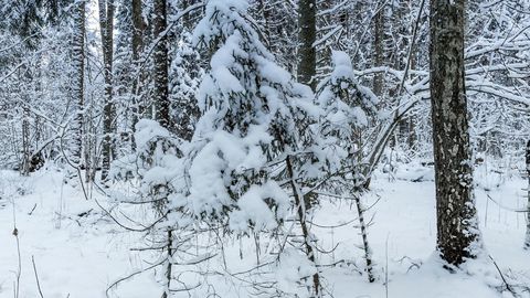 Snow-covered forest with dense trees — Stillmotion