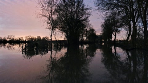 Flooded swamp with bare trees — Stillmotion