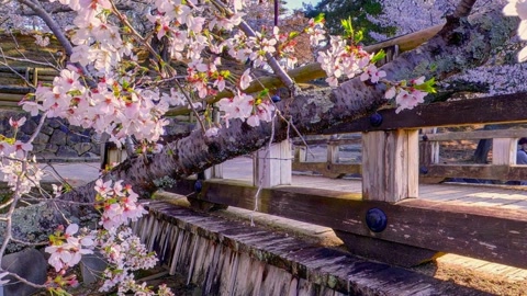 Japanese garden with cherry blossoms — Stillmotion