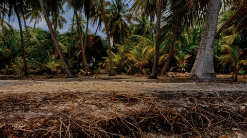 Palm-lined tropical coastline — Stillmotion