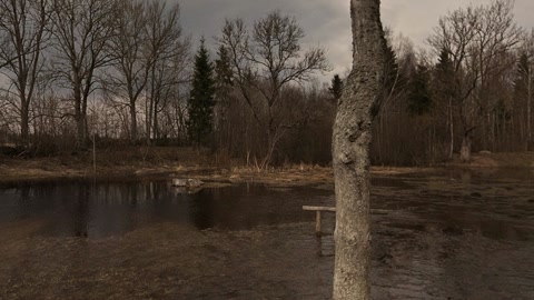 Natural landscape with flooded trees — Stillmotion