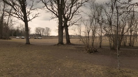 Wooded park with carved stone faces — Stillmotion