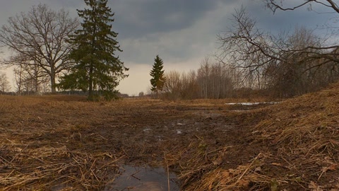 Marshy pond with bare trees — Stillmotion