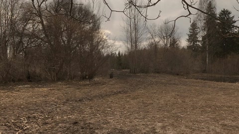 Broadleaf forest with winding stream — Stillmotion