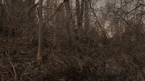 Forest in fog — Stillmotion