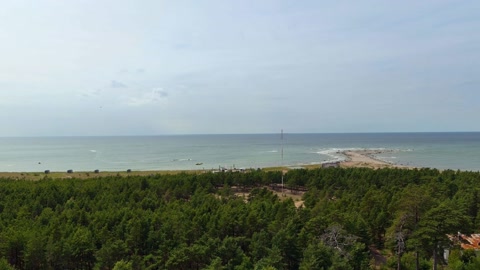 Coastal tree farm forest — Stillmotion