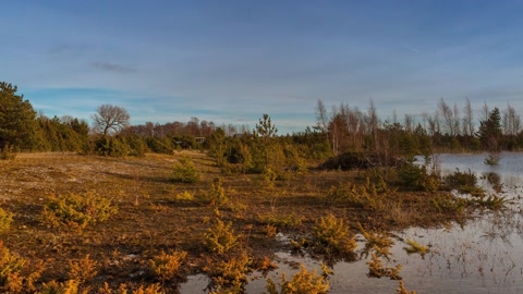 Open wetland with scattered trees — Stillmotion