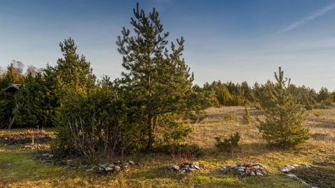 Tree farm with small evergreens — Stillmotion
