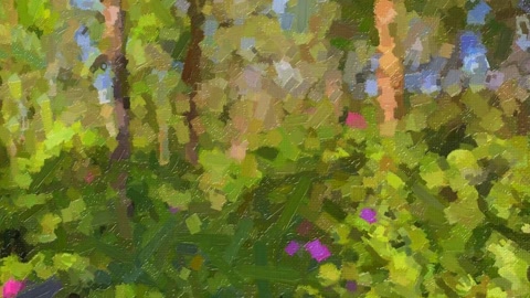 Vineyard with flowering shrubs — Stillmotion