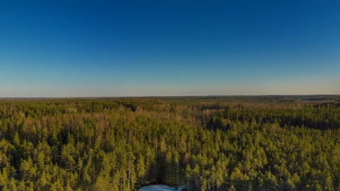 Marsh with frozen water and trees — Stillmotion