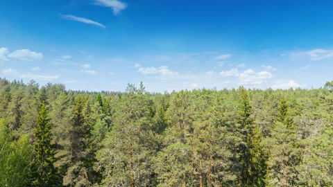 Conifer forest over rocky ravine — Stillmotion