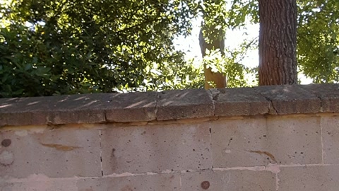 Walled yard with trees and walkway — Stillmotion