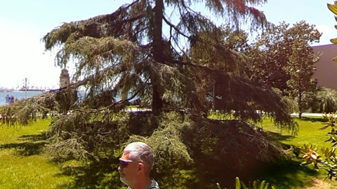 Garden with flowering trees and lawn — Stillmotion