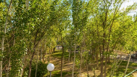 Tree-lined garden walkway by building — Stillmotion