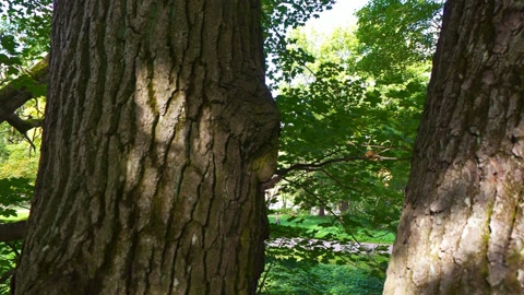 Sunlit forest with mossy tree trunks — Stillmotion