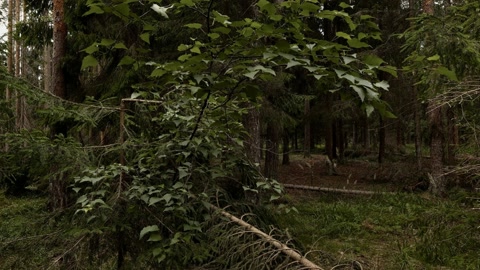 Dense rainforest with fallen trees — Stillmotion