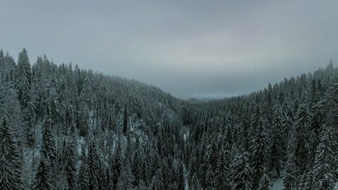 Snowy forested hillside valley — Stillmotion