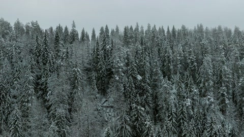 Snowy conifer forest valley — Stillmotion