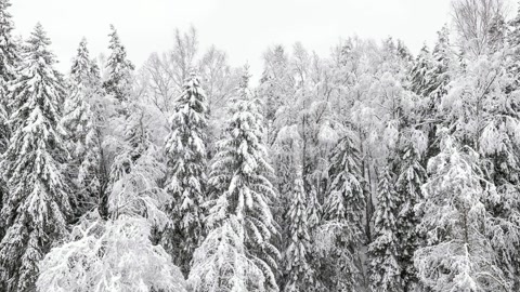Snow-covered conifer forest — Stillmotion
