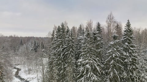 Snow-covered tree farm landscape — Stillmotion