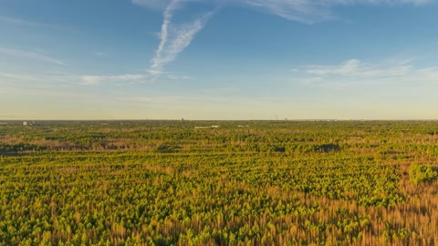 Forest and wheat field landscape — Stillmotion