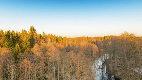 Tree farm at sunset — Stillmotion