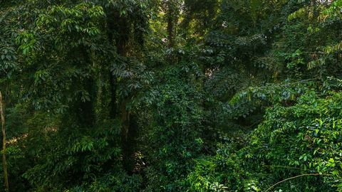 Dense tropical rainforest canopy — Stillmotion